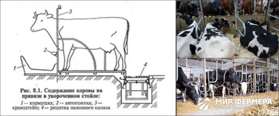Содержание коров и быков (крс) в домашних условиях