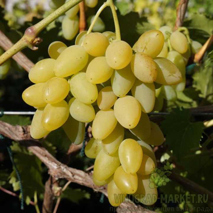 Виноград мускат белый сверхранний морозостойкий: описание сорта, фото, отзывы, видео