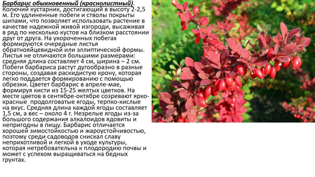 Барбарис фото и описание кустарника цветение