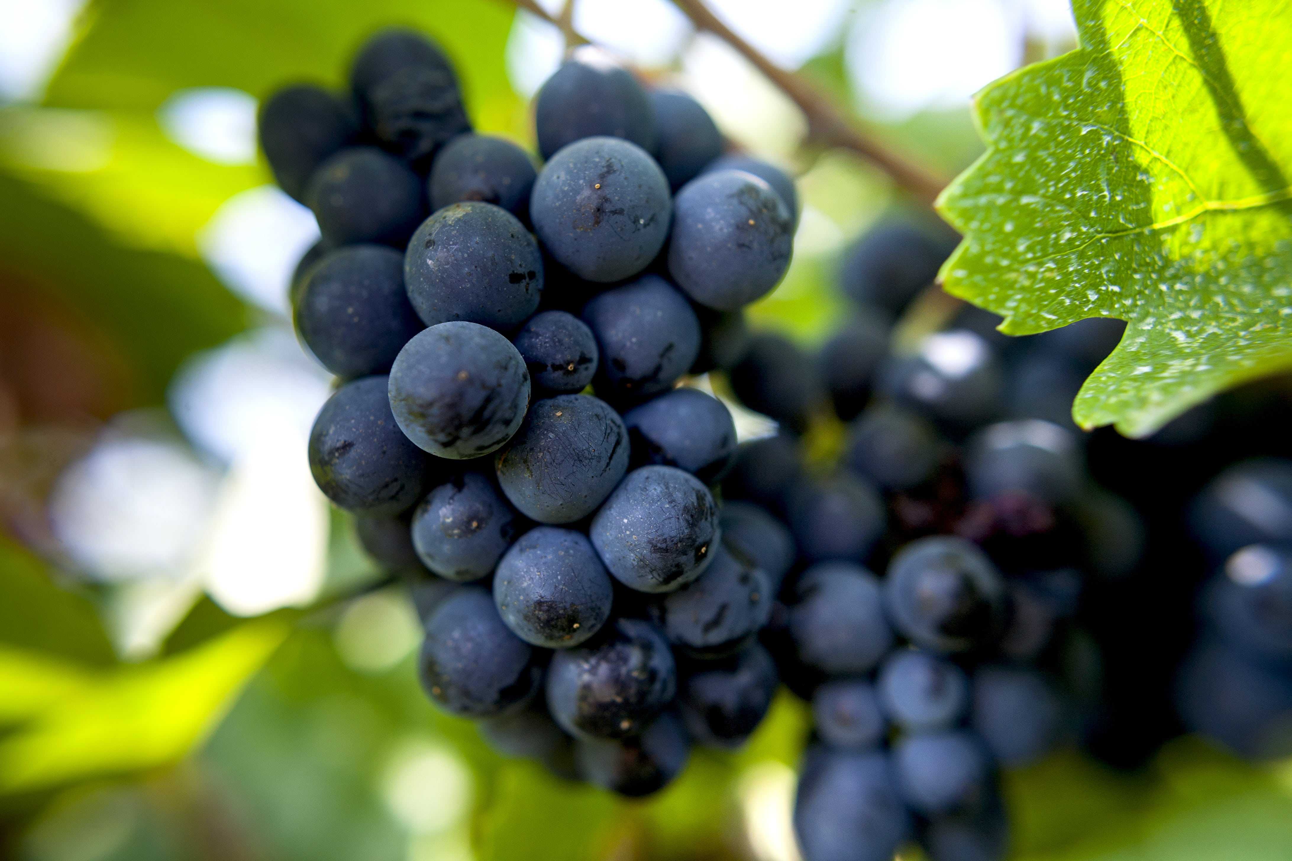 Пино нуар (pinot noir) -  сорт винограда