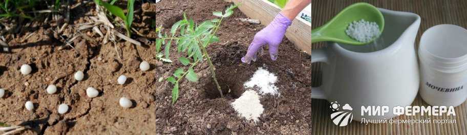 Удобрение карбамид: применение на огороде и в саду
