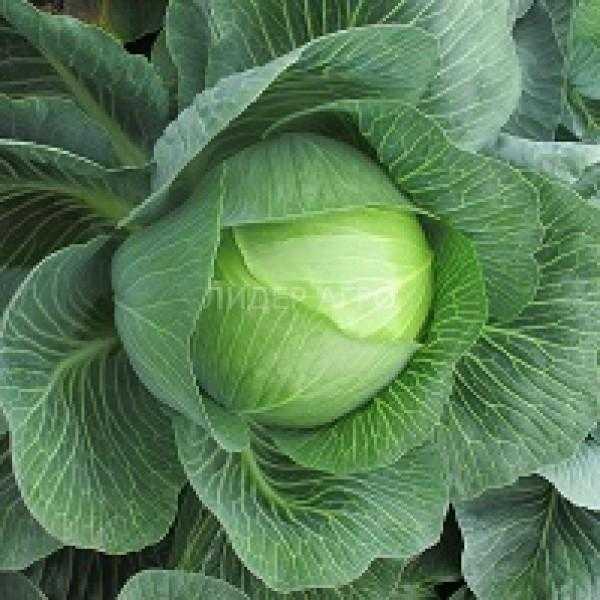 Лучшие сорта кабачков - 50 самых вкусных и урожайных по отзывам дачников и мнению специалистов с названием и фото, ранние, кустовые