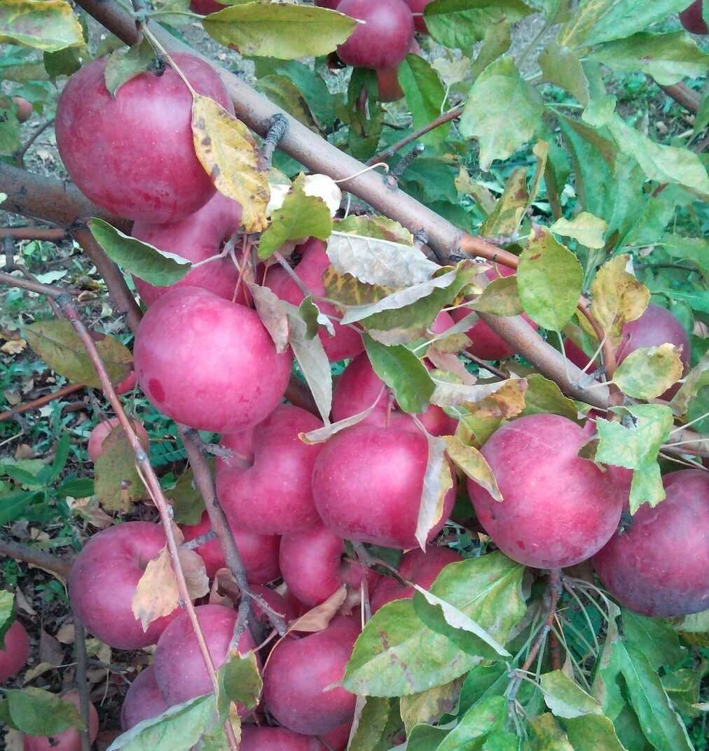 Описание сорта яблони айдаред с фото: основные характеристики, преимущества и недостатки яблок