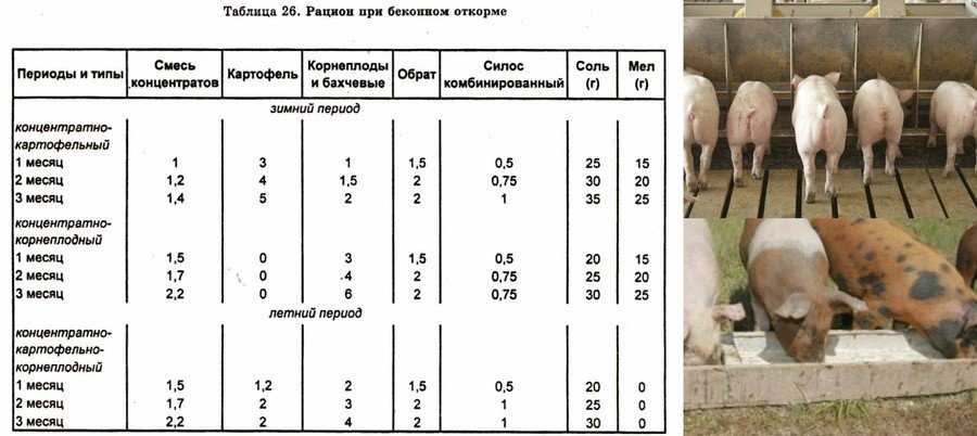 Является ли корм пурина правильным питанием для кошек? отзывы