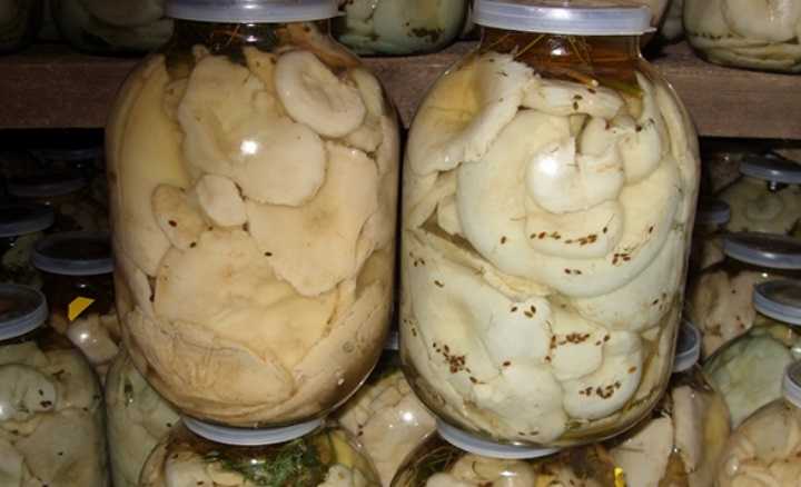 Самые лучшие рецепты засолки грибов: простые и вкусные способы как солить лесные грибы в банках, кастрюле, ведре и под гнетом в домашних условиях. какие грибы подходят для засолки, и сколько дней солят грибы? | qulady