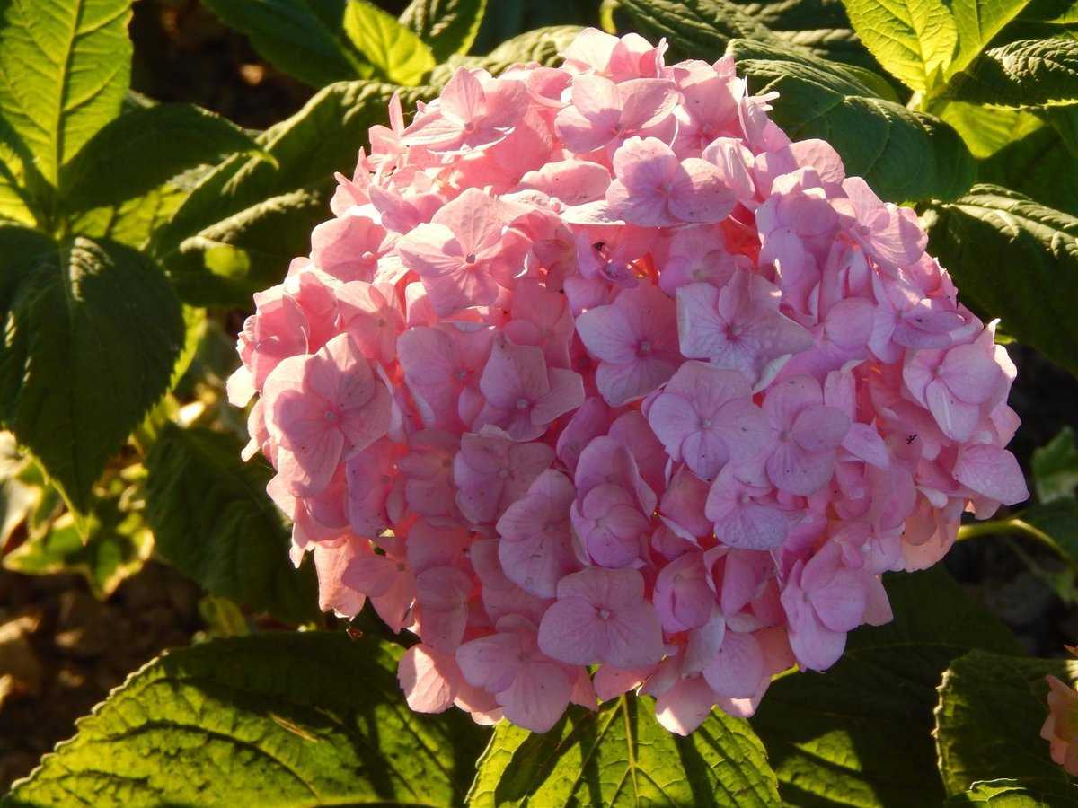 Гортензии - садовое растение, меняющее окраску соцветий. правильный уход, посадка и размножение - розы в саду