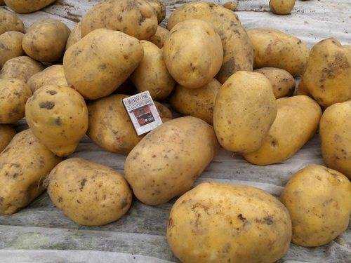 Санте картофель – описание сорта + видео