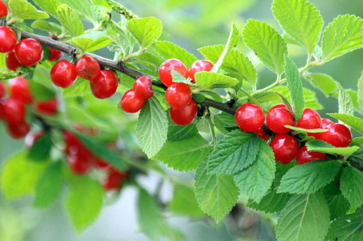 Размножение вишни: основные виды, особенности посадки и дальнейшего ухода за растениями
