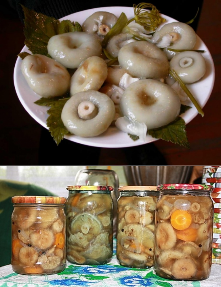 Засолка волнушек и грибов белянок с фото и описанием как готовить