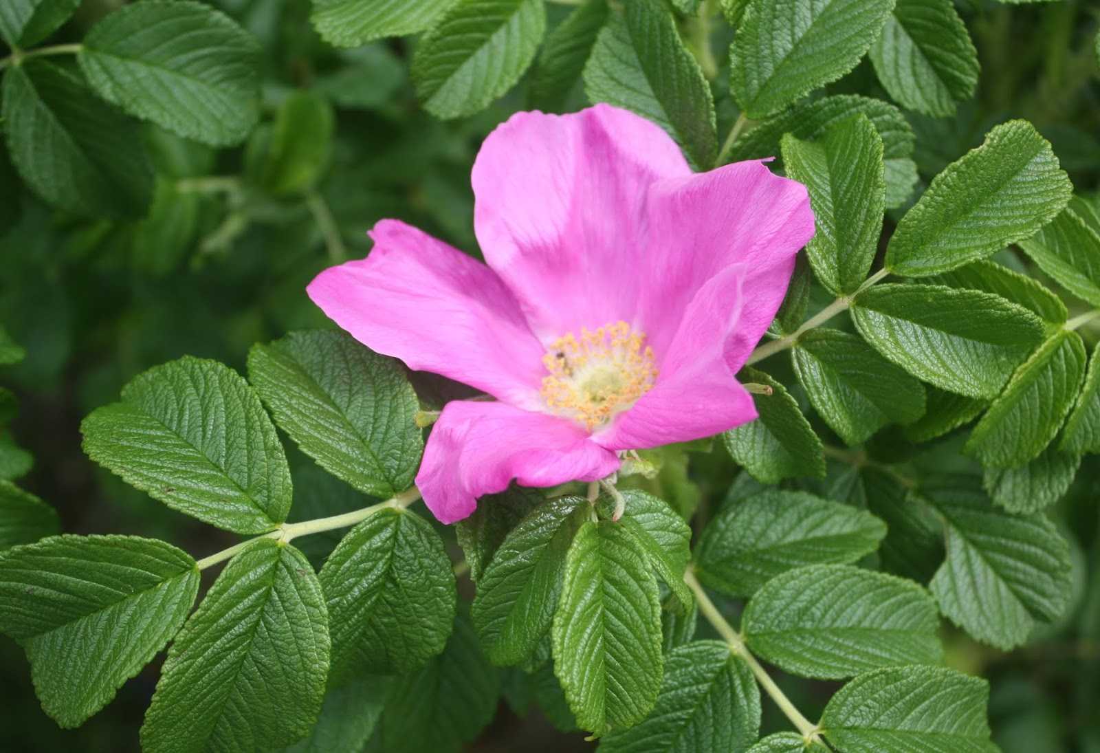 Роза морщинистая ругоза: описание, посадка и уход