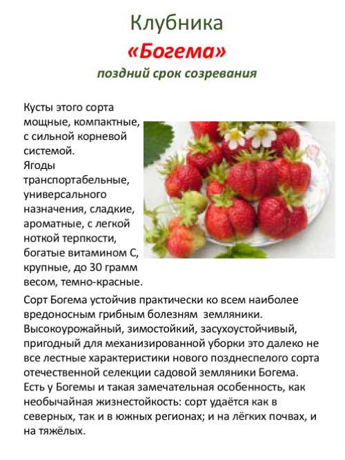 Клубника кармен: среднепоздний сорт, описание и характеристика садовой земляники, отзывы, выращивание, размножение