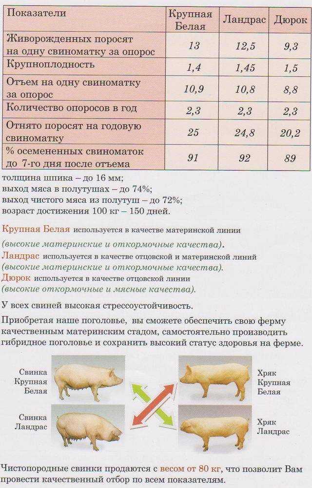 Действительно ли корм пурина (purina) является хорошей едой для собак?