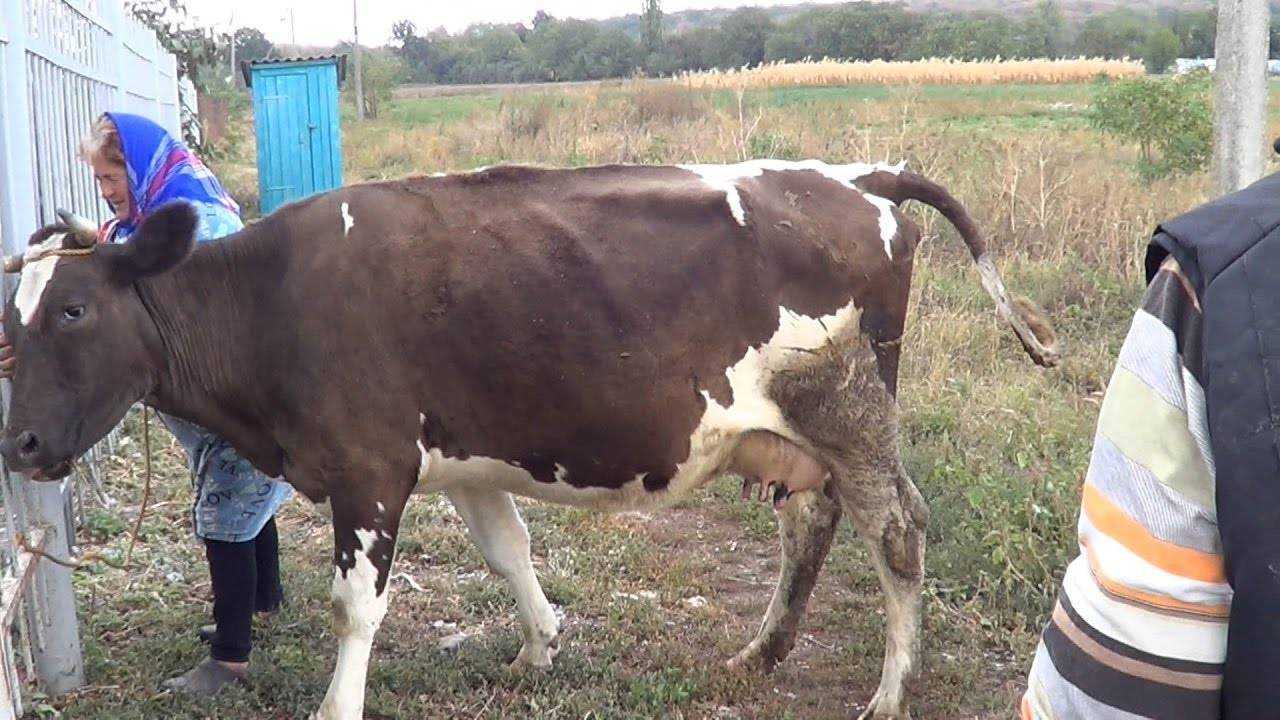 Ацидоз рубца: почему корова худеет