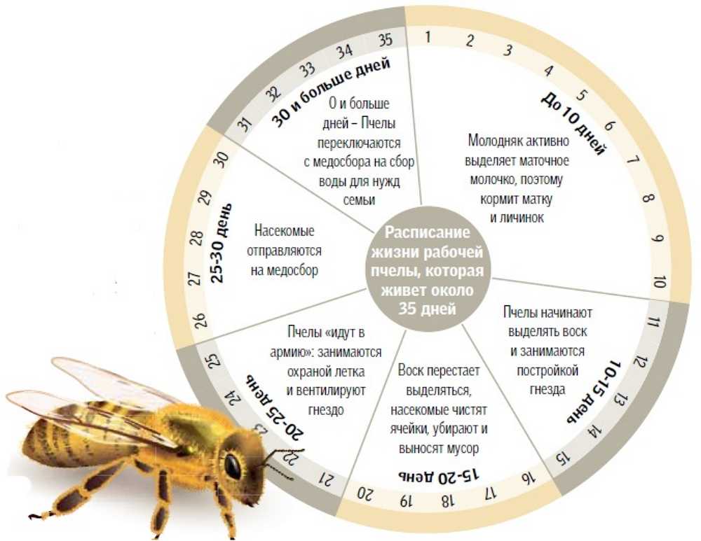 Цикл развития пчеломатки схема