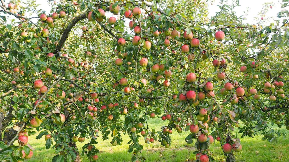 Карликовые яблони для подмосковья: сорта, отзывы, лучшие низкорослые - сельская жизнь