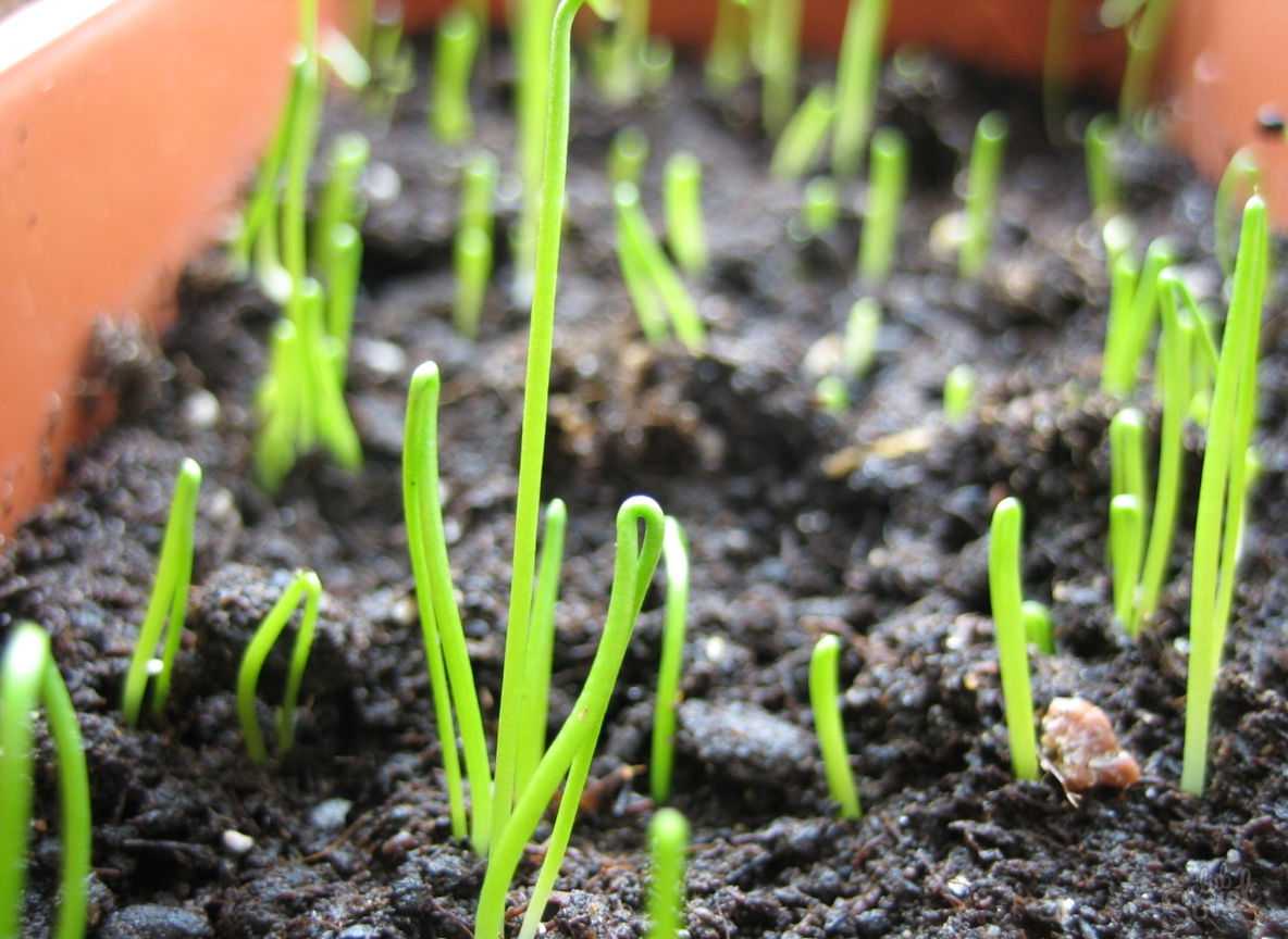 Как вырастить зеленый лук зимой на подоконнике