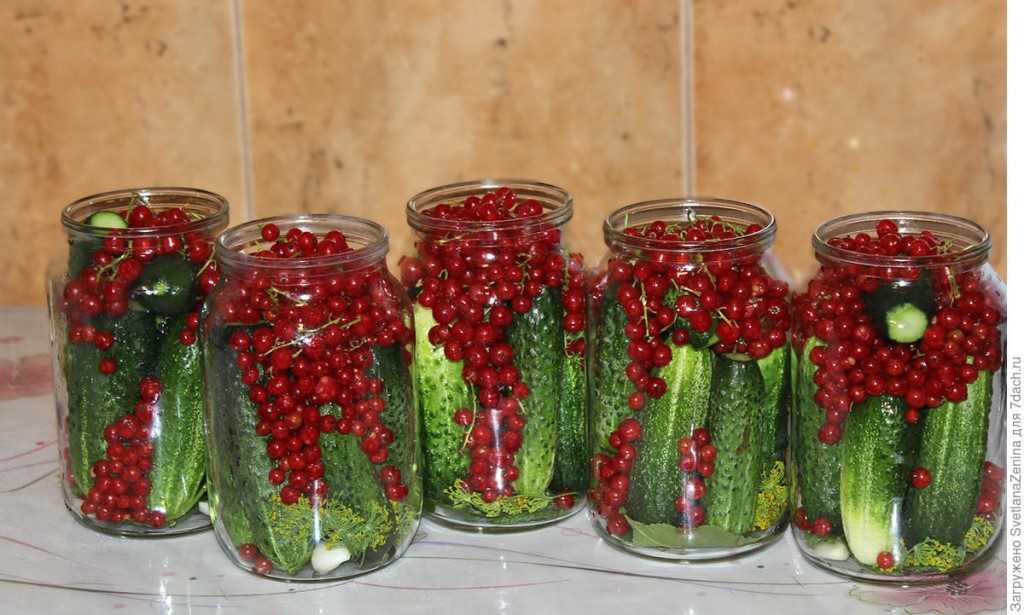 Огурцы с красной смородиной на зиму — 5 самых вкусных рецептов