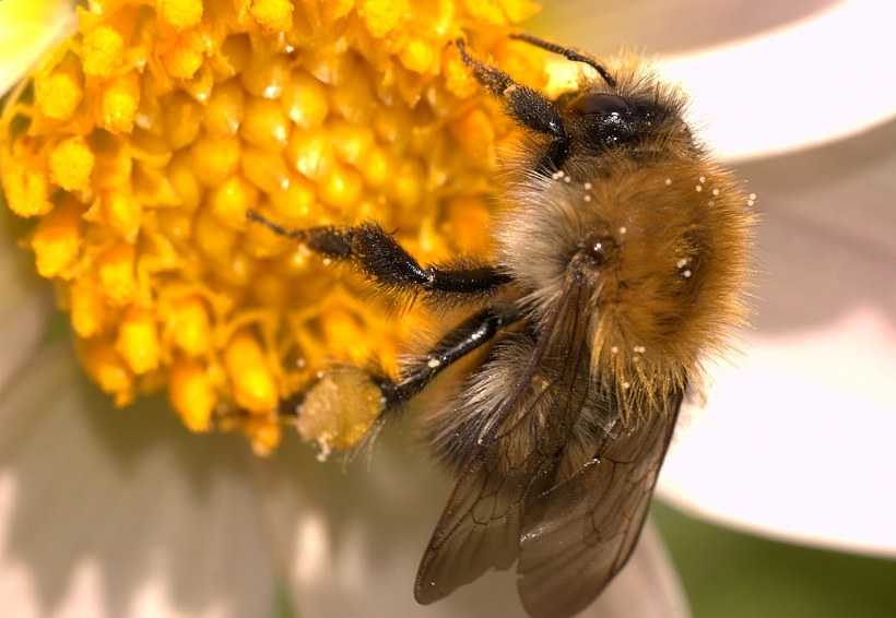 Пчела питается нектаром. Пчела с нектаром. Ваточник пыльца пчела. Сбор нектара пчелами. Пчела собирает нектар.