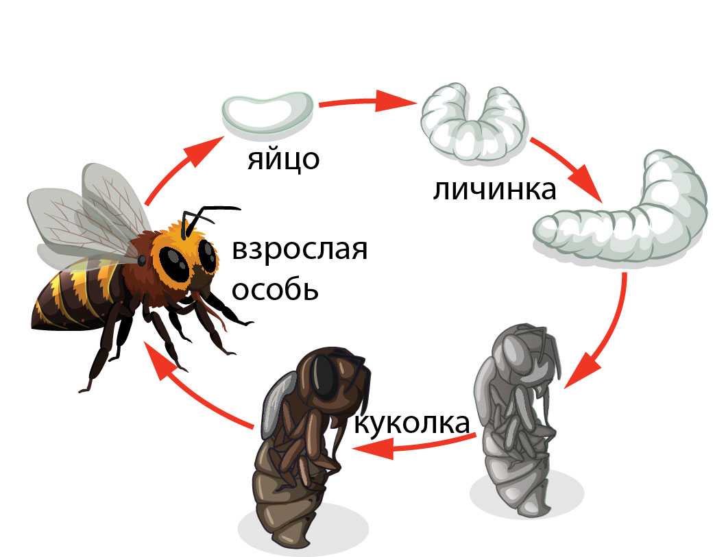 Превращение пчелы медоносной. Жизненный цикл пчелы медоносной. Цикл развития пчелы схема. Жизненный цикл пчелы для детей. Стадии развития медонной пяеры.