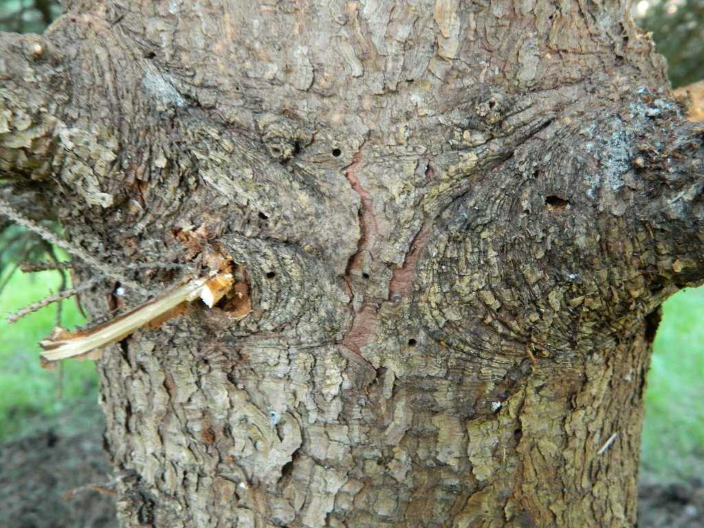 Лишайники на деревьях. как от них избавиться и надо ли? фото — ботаничка