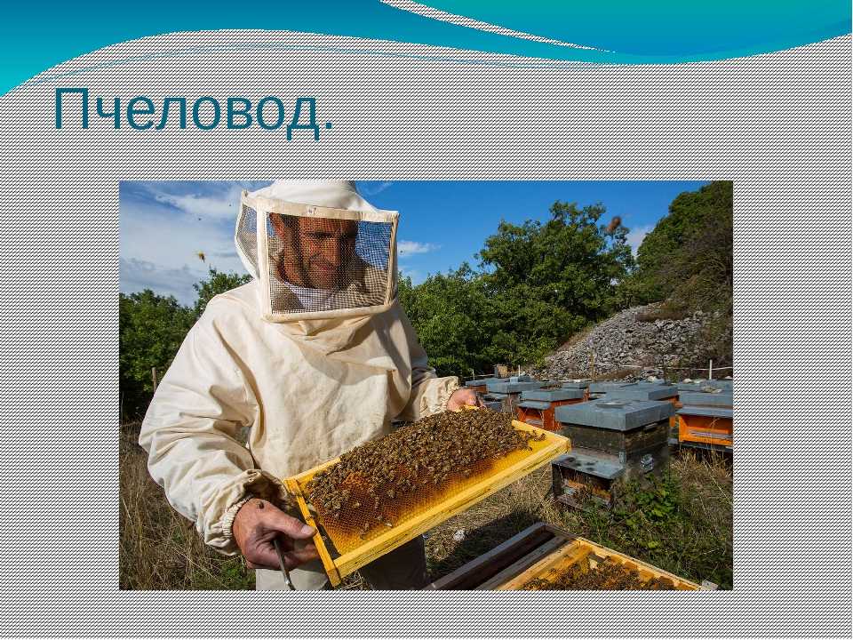 Что делает пчеловод. Пчеловодное хозяйство "Пасечник Шишкин". Пчеловод профессия. Пасечник пчеловод. Пчеловодство это профессия?.