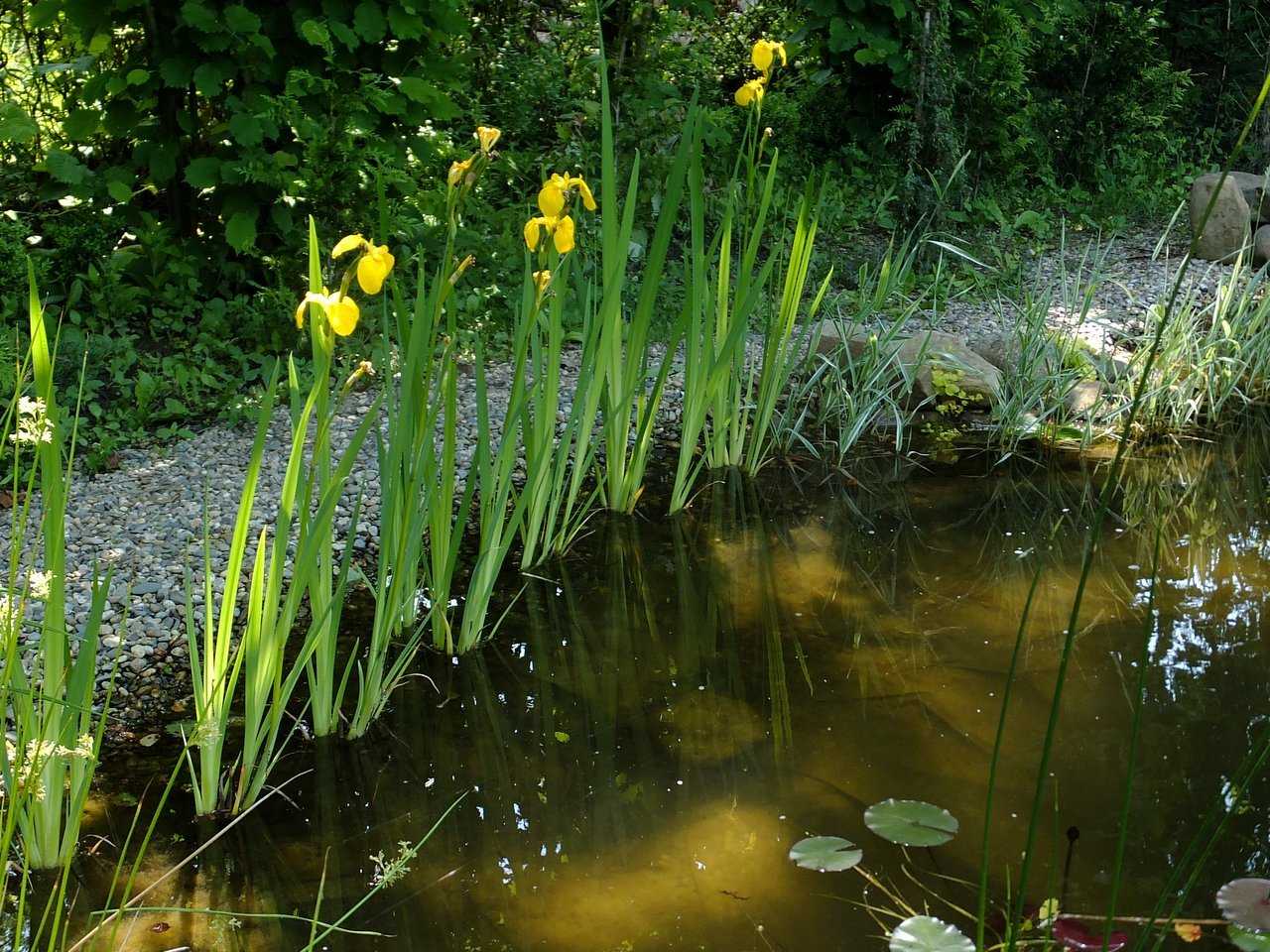 Ирис болотный – условия выращивания, как и где сажать, особенности ухода, подкормки и подготовка к зиме