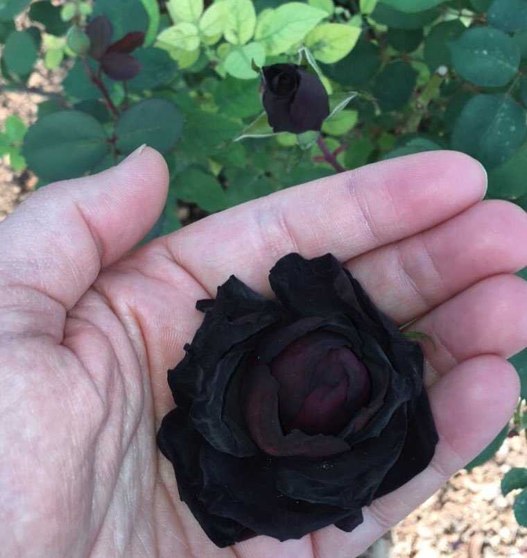 Саженцы черной розы. Халфети Блэк Роуз.