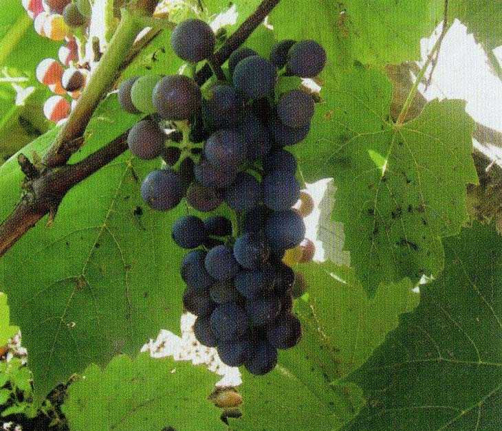 Виноград сорта альфа — идеальный опылитель