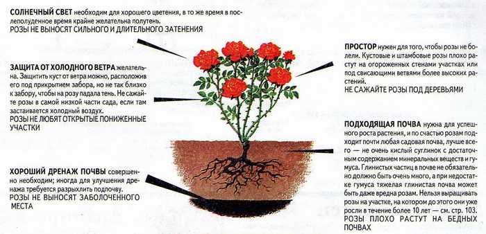 Хризантемы: выращивание из семян, посадка и уход в саду