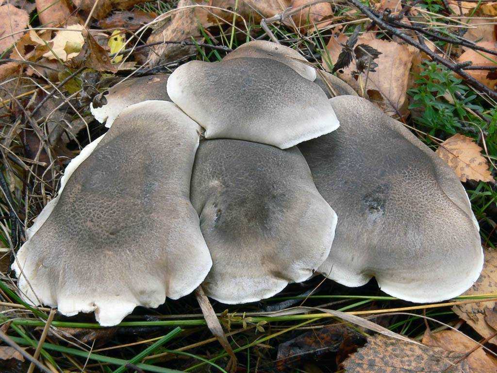 Маринованные рядовки: простые и вкусные рецепты грибов