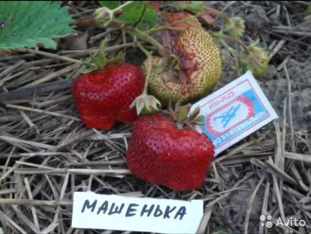 Клубника маша. Сорт земляники садовой Машенька. Виктория сорт Машенька. Ремонтантный сорт клубники Машенька. Сорт клубники Машенька.