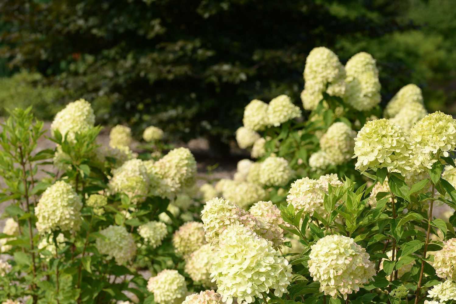 Красавица гортензия «литл лайм» – изысканный стиль вашего сада
