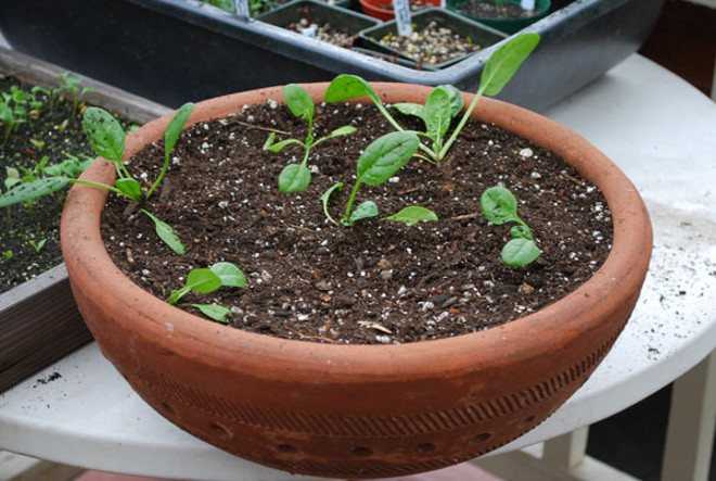 Выращивание рассады шпината в домашних условиях: сроки и правила посадки семян