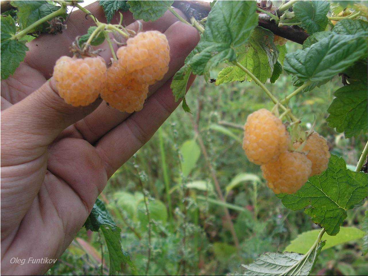 Выращивание малины абрикосовая: описание, процесс выращивания и ухода
