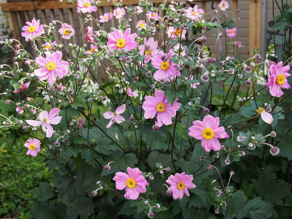 Ветреница (анемона) дубравная (anemone nemorosa l.): фото и описание травянистого растения для открытого грунта