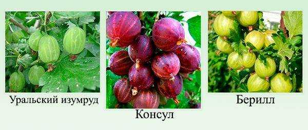 Характеристика и описание крыжовника “сенатор”