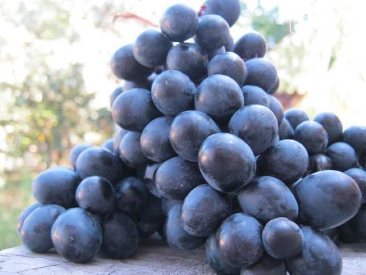 Мерло — особенности сорта винограда, из которого делают вкуснейшее вино