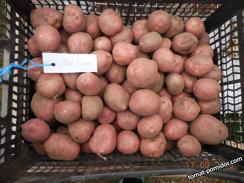 Венета картофель характеристика отзывы. Ред сони картофель.