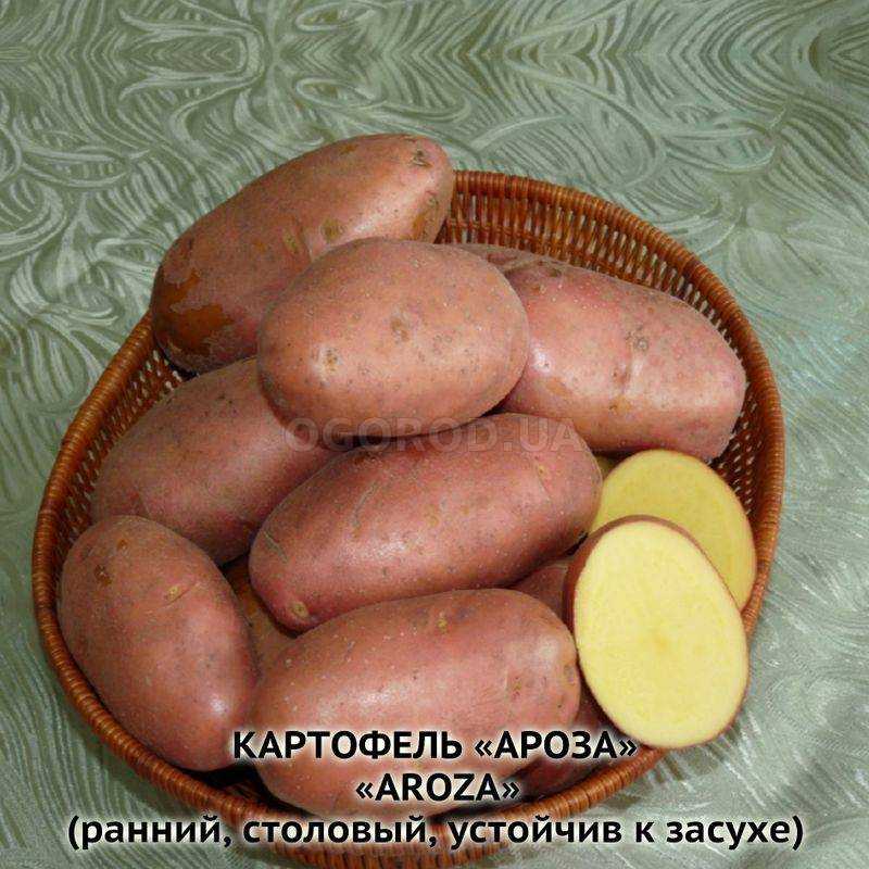 Картофель ароза: описание и характеристика сорта, посадка и уход, отзывы с фото