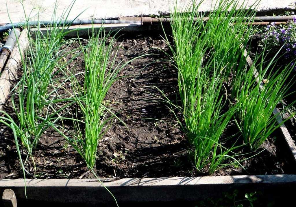 Простые рекомендации для хорошего урожая — как вырастить лук на подоконнике