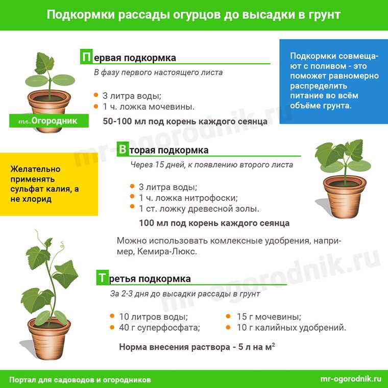Сорт огурцов директор f1 — подробное описание и правила выращивания