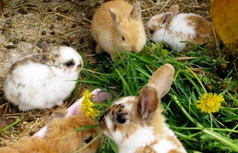 Можно ли давать крольчатам и взрослым кроликам одуванчики и как правильно кормить