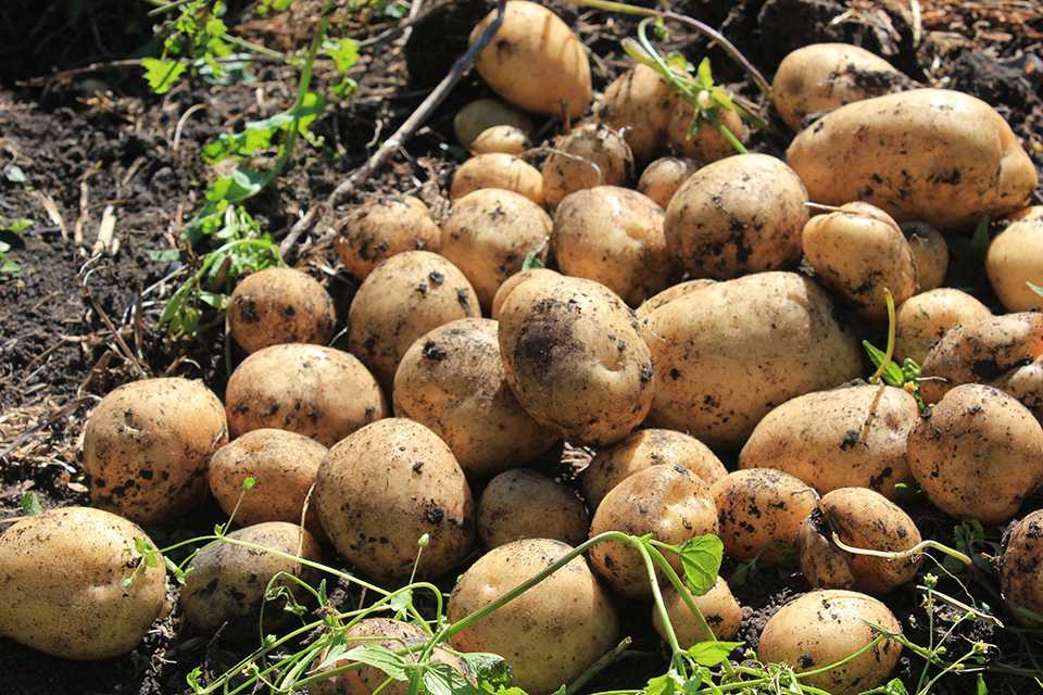 Описание сорта картофеля Лорх, фото и отзывы Вкусовые качества, плюсы и минусы Условия выращивания, показатель плодоношения, рекомендации по уборке урожая