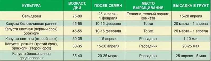 Пекинская капуста: выращивание и уход в открытом грунте, как собрать, сохранить урожай