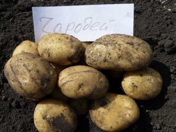 Сорт картофеля чародей: описание и характеристика, отзывы