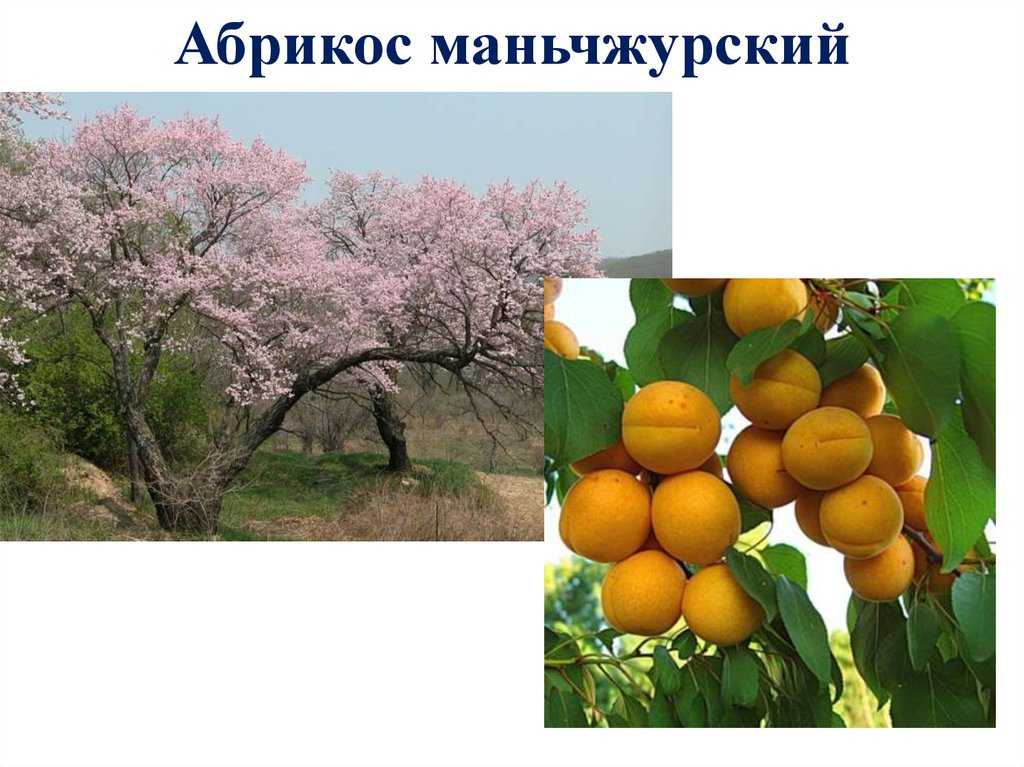 Абрикос маньчжурский — отличный сорт для добавления в коллекцию фруктовых деревьев | огородники