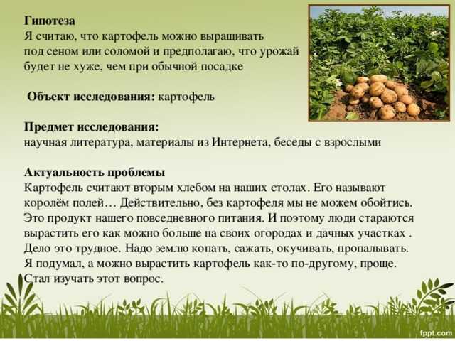 Проращивать картофель в темноте или на свету. Условия возделывания картофеля. Условия выращивания картофеля. Как растет картофель. Условие выращивание картошки.