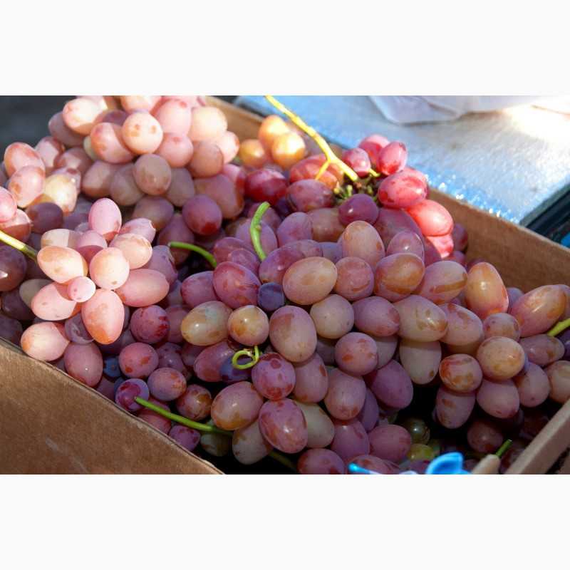 Красивый виноград с долгим сроком хранения — «тайфи»