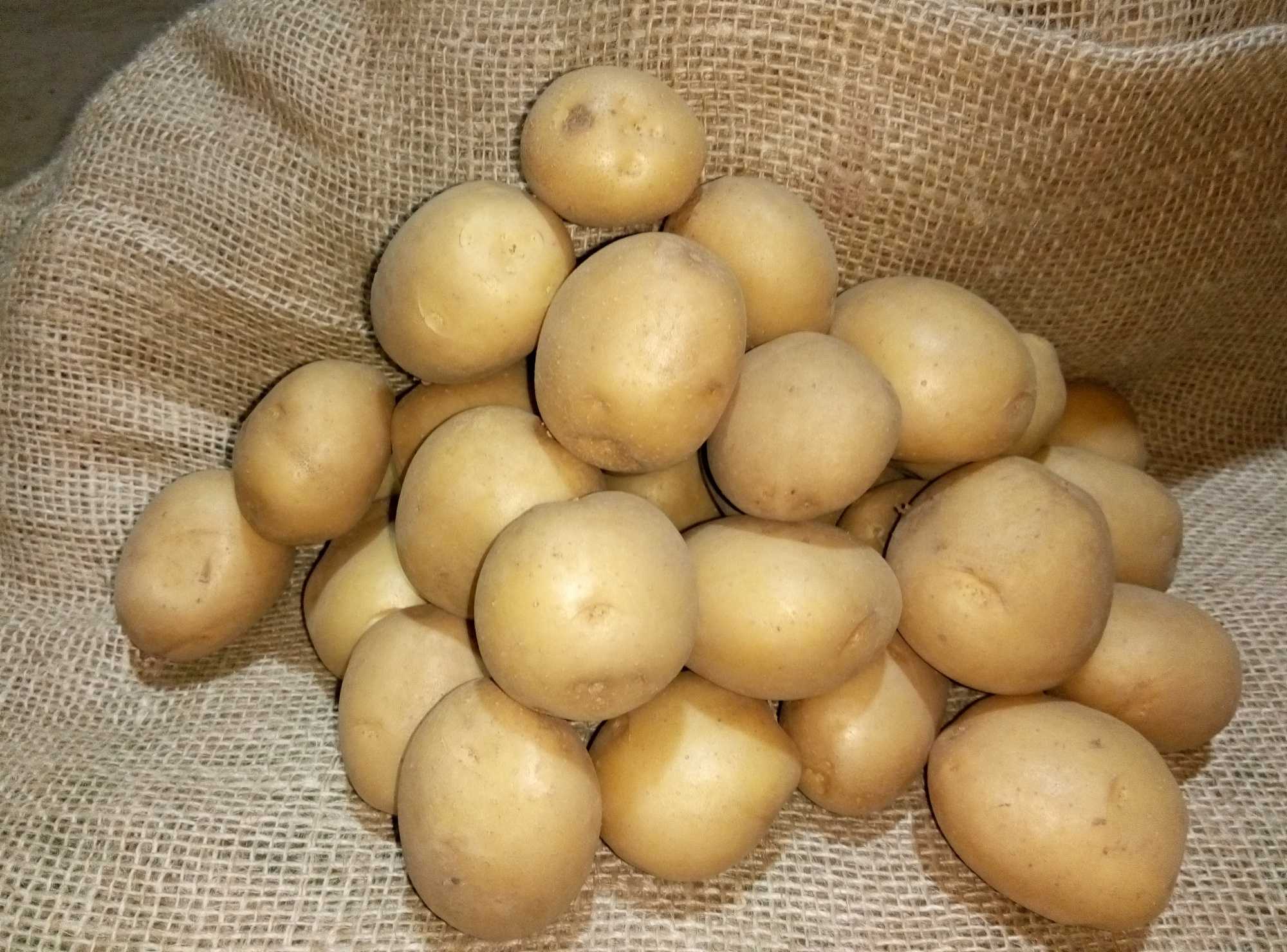 Характеристика и описание сорта картофеля коломбо