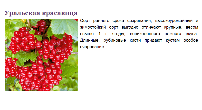 Красная смородина уральская красавица: описание сорта, фото, отзывы